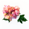 Delphinium roze lang