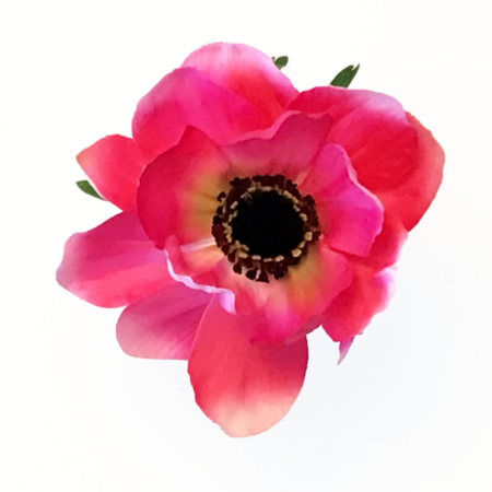 Anemoon roze