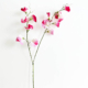 Lathyrus roze