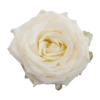 Valentijn, bos witte rozen lang per stuk te bestellen kopen Leiden