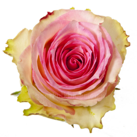Valentijn bos roze rozen Ecuador Leiden