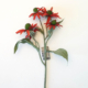 Rudbeckia rood