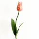 Tulp zalm-roze