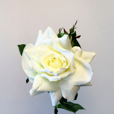 Witte rozen